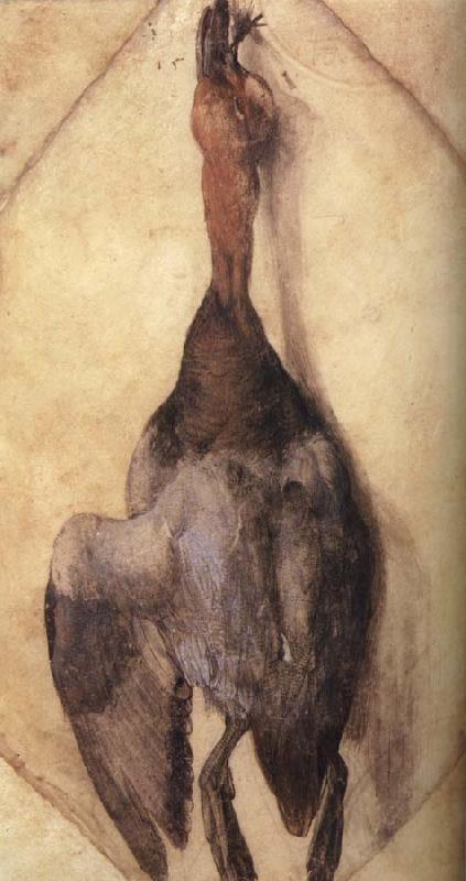 Albrecht Durer A Duck